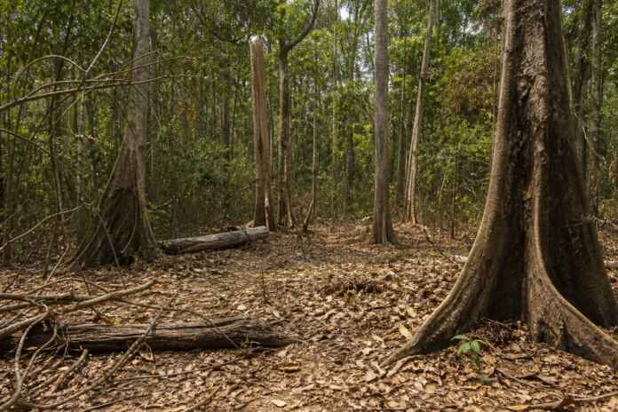07-seca-experimental-floresta-amazonia