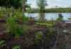 A cheia levou roças inteiras, mas não apagou a agrobiodiversidade das várzeas amazônicas