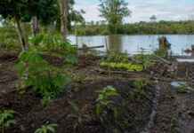 A cheia levou roças inteiras, mas não apagou a agrobiodiversidade das várzeas amazônicas