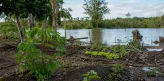A cheia levou roças inteiras, mas não apagou a agrobiodiversidade das várzeas amazônicas