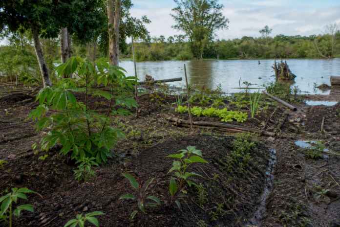 08-agrobiodiversidade-varzea-amazonia