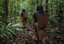 A caça indígena não é uma história de “homem contra natureza”: é uma relação que muda com a floresta