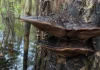 Um fungo duro como madeira encontrado em floresta alagável do Pará recebeu nome próprio depois que seus poros e DNA não combinaram com espécies conhecidas