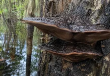 Um fungo duro como madeira encontrado em floresta alagável do Pará recebeu nome próprio depois que seus poros e DNA não combinaram com espécies conhecidas
