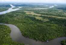 A perda de vertebrados na Amazônia acontece em várias camadas — e algumas somem antes de serem percebidas