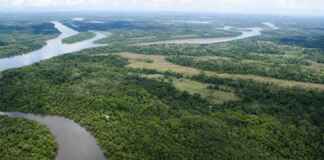 A perda de vertebrados na Amazônia acontece em várias camadas — e algumas somem antes de serem percebidas