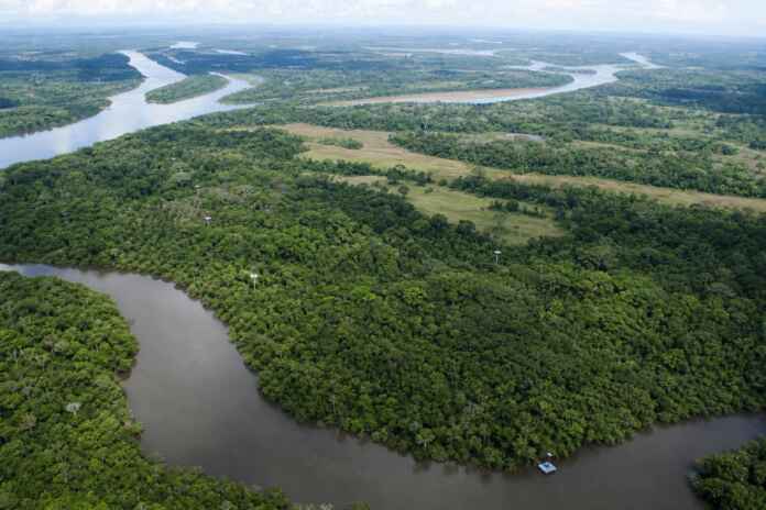 09-declinio-vertebrados-floresta-amazonia
