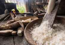 O fogo, a mandioca e a memória: como a cozinha ancestral pode funcionar como tecnologia de regeneração