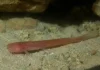 Um peixe subterrâneo avermelhado aparece em poços de 4 a 13 metros de Belém e Marajó, embora quase nunca seja encontrado por cientistas