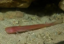 Um peixe subterrâneo avermelhado aparece em poços de 4 a 13 metros de Belém e Marajó, embora quase nunca seja encontrado por cientistas