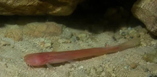 Um peixe subterrâneo avermelhado aparece em poços de 4 a 13 metros de Belém e Marajó, embora quase nunca seja encontrado por cientistas
