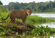 Quando a onça desaparece, o efeito pode chegar às margens dos rios e aos animais que ninguém associa ao felino
