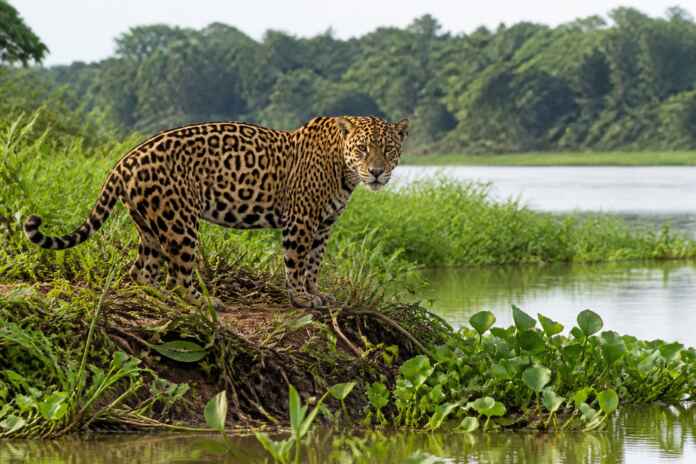 10-onca-ilha-fluvial-amazonia