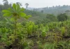 Cinquenta e cinco espécies nativas foram selecionadas para restaurar Rondônia e uma árvore usada havia sido confundida com ipê por mais de uma década