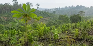 Cinquenta e cinco espécies nativas foram selecionadas para restaurar Rondônia e uma árvore usada havia sido confundida com ipê por mais de uma década