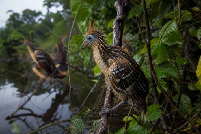 31-cigana-filhote-garras-asas-amazonia