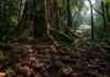 A castanheira não é apenas uma árvore: sua história genética guarda marcas de ocupação humana na Amazônia