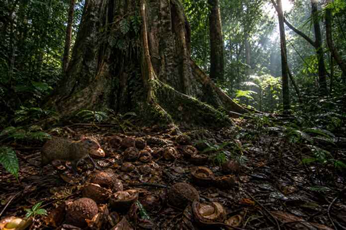 33-castanheira-cutia-semente-amazonia