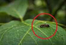Mestre do Inpa descreve 33 espécies inéditas de vespas-achatadas na Amazônia e multiplica o conhecimento do gênero Pseudisobrachium, que antes tinha apenas quatro espécies conhecidas na região