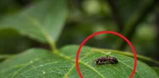 Mestre do Inpa descreve 33 espécies inéditas de vespas-achatadas na Amazônia e multiplica o conhecimento do gênero Pseudisobrachium, que antes tinha apenas quatro espécies conhecidas na região