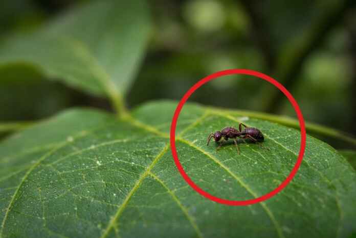 33-novas-especies-vespas-achatadas-amazonia-inpa-genero-pseudisobrachium
