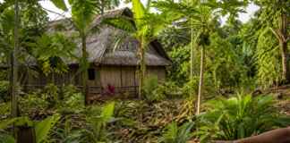 O jardim indígena não é uma coleção de plantas: ele funciona como uma escola de autonomia dentro da floresta