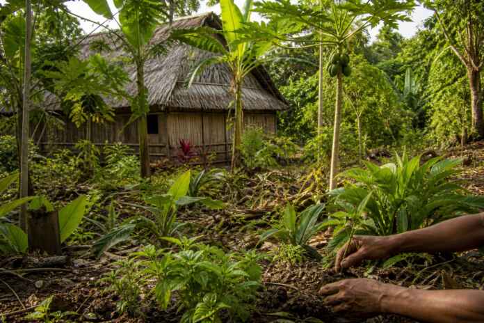 34-jardim-agroflorestal-indigena-amazonia