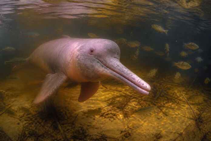 35-boto-mercurio-peixes-amazonia