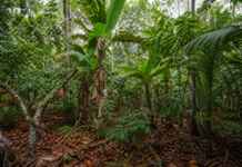 A agrofloresta indígena pode guardar mais carbono que uma plantação uniforme porque mistura tempo, sombra e espécies