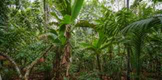 A agrofloresta indígena pode guardar mais carbono que uma plantação uniforme porque mistura tempo, sombra e espécies