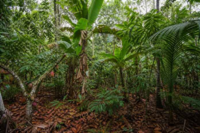37-chakra-agrofloresta-indigena-amazonia