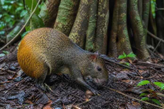 38-cutia-enterra-castanha-amazonia