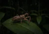 Inseto que não era visto pela ciência há mais de 100 anos é reencontrado por pesquisadores em área remota da Amazônia, na fronteira do Acre com o Peru