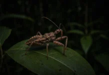 Inseto que não era visto pela ciência há mais de 100 anos é reencontrado por pesquisadores em área remota da Amazônia, na fronteira do Acre com o Peru