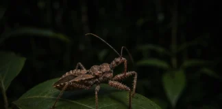 Inseto que não era visto pela ciência há mais de 100 anos é reencontrado por pesquisadores em área remota da Amazônia, na fronteira do Acre com o Peru