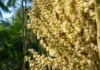 Uma inflorescência de açaí pode abrir mais de 23 mil flores e concentra nas primeiras horas do dia o trabalho decisivo das abelhas nativas