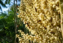 Uma inflorescência de açaí pode abrir mais de 23 mil flores e concentra nas primeiras horas do dia o trabalho decisivo das abelhas nativas