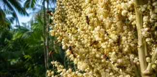 Uma inflorescência de açaí pode abrir mais de 23 mil flores e concentra nas primeiras horas do dia o trabalho decisivo das abelhas nativas