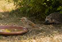 “Estamos vendo animais em hiperventilação”: associação pede pontos de água urgentes para a fauna selvagem durante o calor extremo