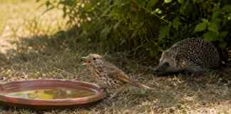 “Estamos vendo animais em hiperventilação”: associação pede pontos de água urgentes para a fauna selvagem durante o calor extremo