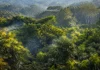 Pesquisadores mediram 175 árvores de 124 espécies na Amazônia e descobriram um escudo químico invisível que muda conforme as folhas envelhecem