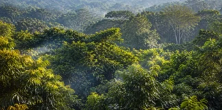 Pesquisadores mediram 175 árvores de 124 espécies na Amazônia e descobriram um escudo químico invisível que muda conforme as folhas envelhecem