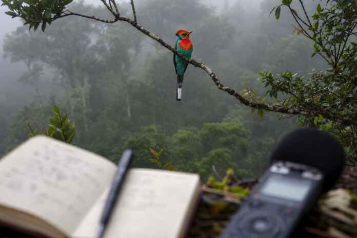 ave-canto-fragmento-floresta