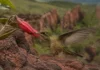 Abelhas abrem atalhos numa flor vermelha da Amazônia, beija-flores usam os furos para roubar néctar e a planta ameaçada pode perder quem realmente a poliniza