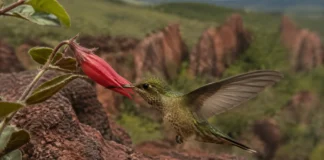 Abelhas abrem atalhos numa flor vermelha da Amazônia, beija-flores usam os furos para roubar néctar e a planta ameaçada pode perder quem realmente a poliniza