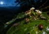 Cientistas subiram 35 metros numa floresta amazônica, acompanharam 535 espécies de besouros e descobriram que a maioria troca o dia pela noite no alto das árvores