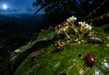 Cientistas subiram 35 metros numa floresta amazônica, acompanharam 535 espécies de besouros e descobriram que a maioria troca o dia pela noite no alto das árvores