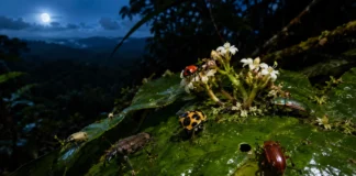Cientistas subiram 35 metros numa floresta amazônica, acompanharam 535 espécies de besouros e descobriram que a maioria troca o dia pela noite no alto das árvores