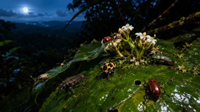 besouros-noturnos-copa-floresta-amazonica