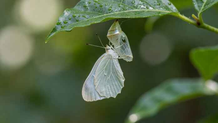 Borboleta recém-saída da crisálida com asas enrugadas e sem expansão completa pendurada em folha verde